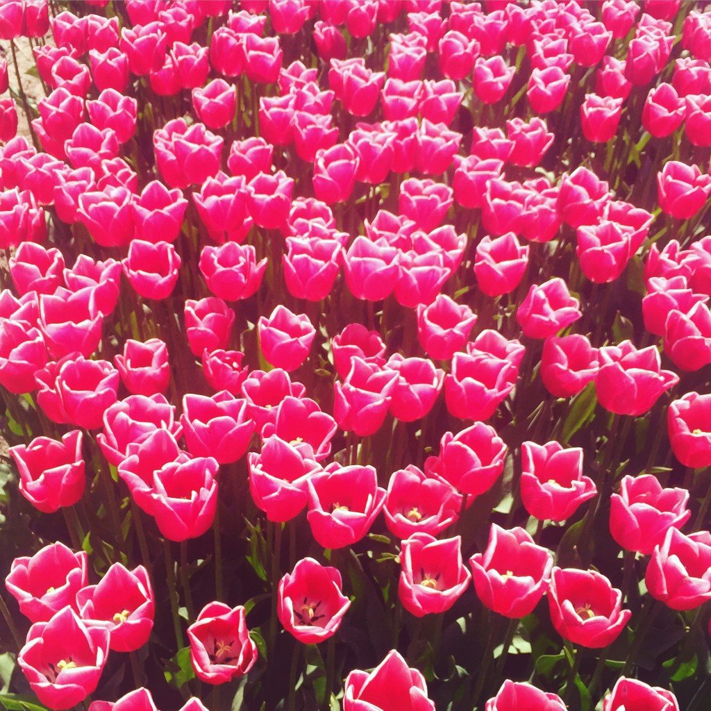 Dutch Tulip Season - Pink Tulips - The Good Rogue