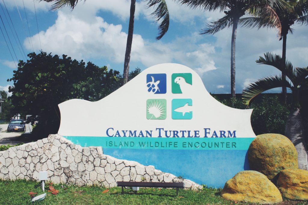 Cayman Turtle Farm - Grand Cayman - The Good Rogue