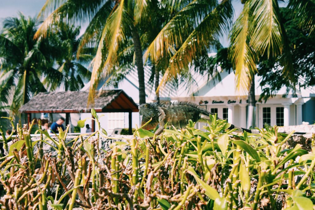 Cayman Turtle Farm - Grand Cayman - The Good Rogue