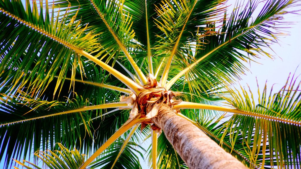 Popular Destinations in Jamaica - The Good Rogue