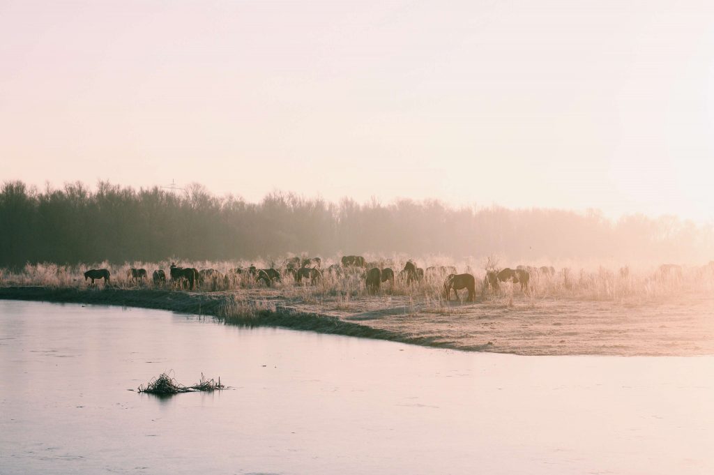 Konik Horse Oostvaardersplassen Lelystad - The Good Rogue